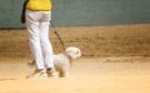 Is Dog Walking a Good Business for You?