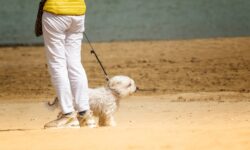 Is Dog Walking a Good Business for You?