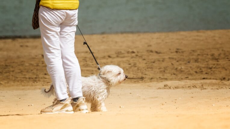 Is Dog Walking a Good Business for You?